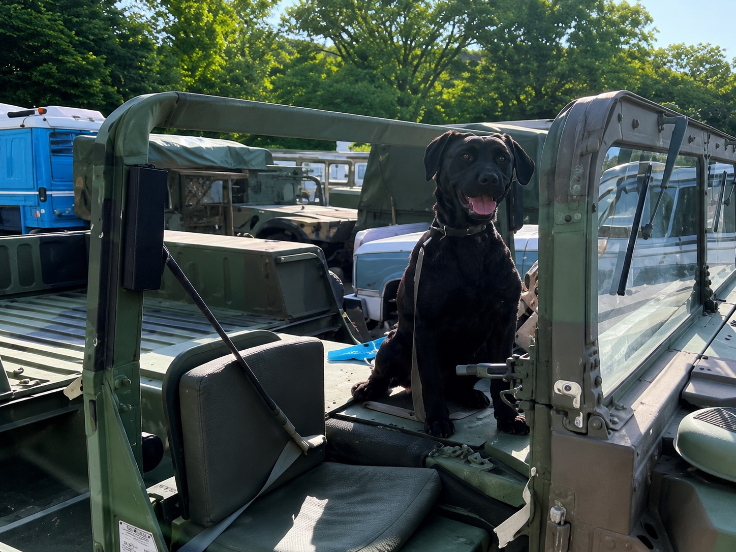 Oscar the shop dog, a black Labrador, sitting in a military Humvee in Bossert's lot. A constant fixture of the store, as familiar to regulars as the family at the counter.